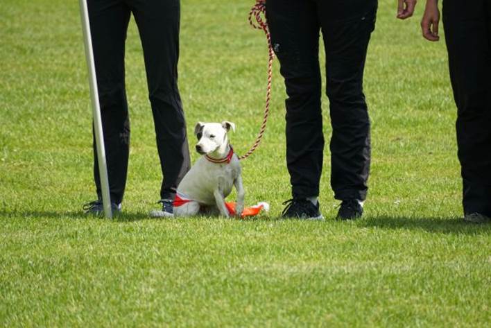 Beschreibung: Beschreibung: Ein Bild, das Gras, drauen, Hund, Person enthlt.

Automatisch generierte Beschreibung