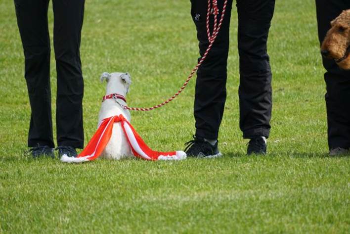 Beschreibung: Beschreibung: Ein Bild, das Gras, drauen, Hund, Hundeleine enthlt.

Automatisch generierte Beschreibung