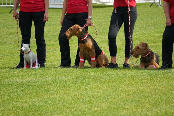 Beschreibung: Beschreibung: Ein Bild, das Gras, Hund, Hunderasse, Person enthlt.

Automatisch generierte Beschreibung