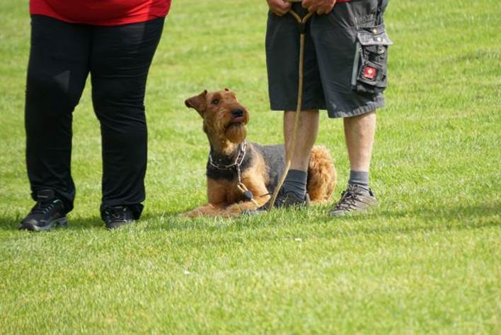 Beschreibung: Beschreibung: Ein Bild, das Gras, Hund, drauen, Person enthlt.

Automatisch generierte Beschreibung