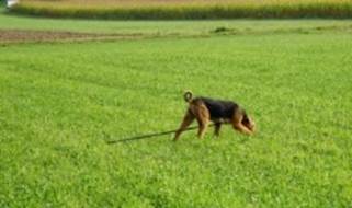 Beschreibung: Beschreibung: Beschreibung: Ein Bild, das Gras, drauen, Hunderasse, Feld enthlt.

Automatisch generierte Beschreibung